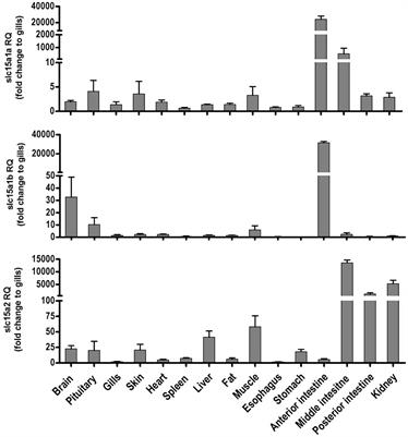 Peptide Transporters in the Primary Gastrointestinal Tract of Pre-Feeding Mozambique Tilapia Larva